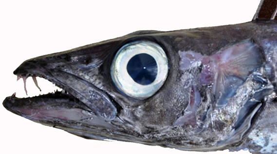 Promethichthys prometheus_04.jpg